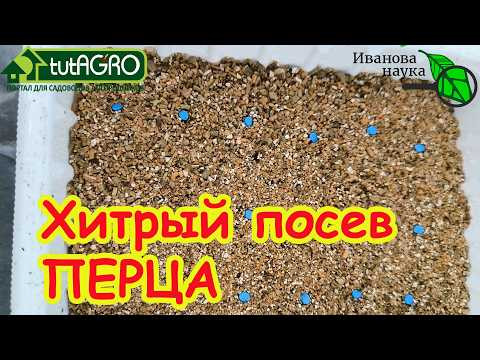 Из-за ЭТОЙ ошибки вы потеряете ВСЕ ТОМАТЫ и ПЕРЦЫ! Сею ЦВЕТНЫЕ семена только так! Из-за ЭТОЙ ошибки вы потеряете ВСЕ ТОМАТЫ и ПЕРЦЫ! Сею ЦВЕТНЫЕ семена только так!