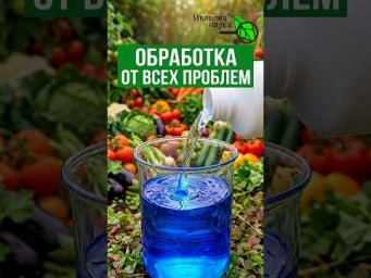 В 2 РАЗА МЕНЬШЕ КУПОРОСА, А ЭФФЕКТИВНЕЕ В 100 РАЗ! Рецепт осенней искореняющей обработки