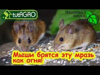 Как избавиться от мышей без яда и ловушек: народные методы.