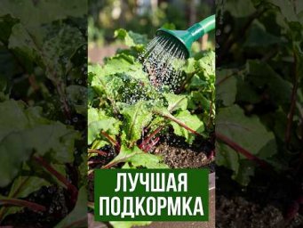 КРАСНЫЕ ЛИСТЬЯ У СВЁКЛЫ? Не паникуйте! Простейшая подкормка, доступная каждому