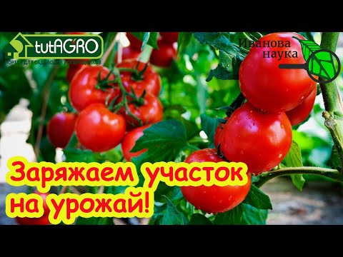 КОГДА и КАК ВНОСИТЬ ТРИХОДЕРМУ ВЕСНОЙ?