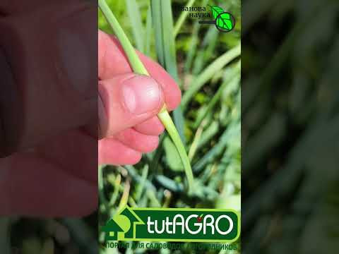 ХОТИТЕ СВЕРХ УРОЖАЙ ЧЕСНОКА? Не убирайте стрелки у чеснока для большого урожая.