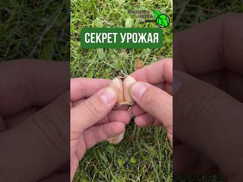 ГЛАВНЫЙ СЕКРЕТ КРУПНОГО ЧЕСНОКА! ЭТО гарантирует отличный урожай крупного вкусного чеснока ГЛАВНЫЙ СЕКРЕТ КРУПНОГО ЧЕСНОКА! ЭТО гарантирует отличный урожай крупного вкусного чеснока