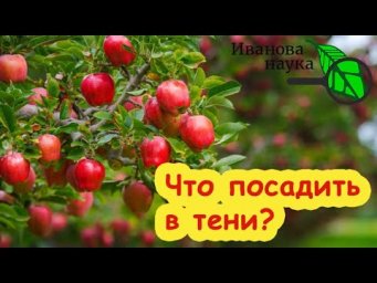 ЭТО ДЕРЕВО ДАЕТ УРОЖАЙ ДАЖЕ В ТЕНИ: вкусный урожай в тенистом саду.