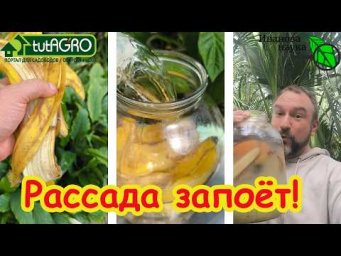 РАССАДА БУДЕТ ТОЛСТОЙ! Как ПРАВИЛЬНО готовить удобрение из банановых шкурок. Банановый стимулятор.