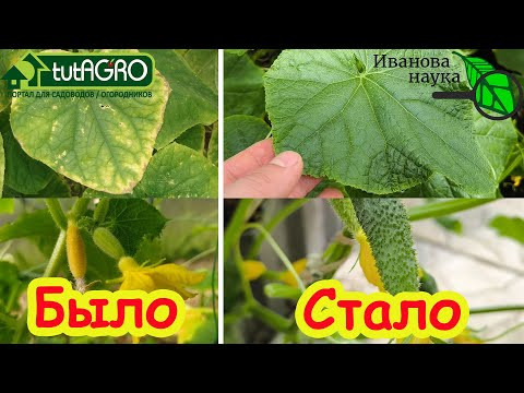 У ОГУРЦОВ ЖЕТЛЕЮТ ЛИСТЬЯ и ЗАВЯЗИ? Срочно полейте этим! Быстрое лечение и восстановление огурцов. У ОГУРЦОВ ЖЕТЛЕЮТ ЛИСТЬЯ и ЗАВЯЗИ? Срочно полейте этим! Быстрое лечение и восстановление огурцов.