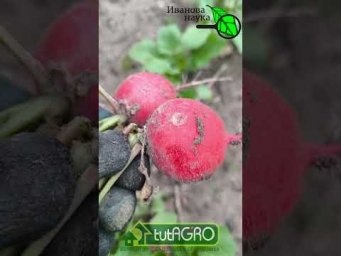 СОЧНЫЙ ХРУСТЯЩИЙ ИДЕАЛЬНЫЙ: редис без блошки, цветухи и химии. Сделайте так же для моркови и лука.
