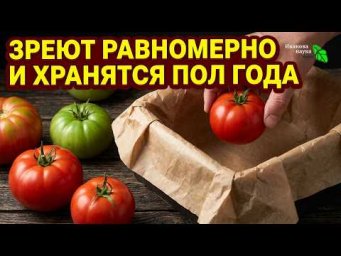 ТОМАТЫ ЛЕЖАТ ДО НОВОГО ГОДА! Вот почему дозаривать в темноте лучше (но есть нюанс)