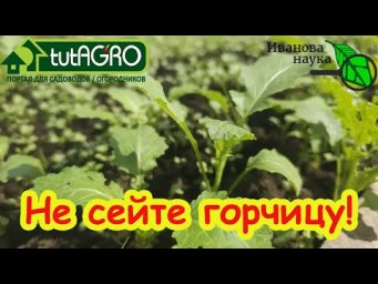 Хотели почву &laquo;как после навоза&raquo; &mdash; теперь надо спасать огород: когда сидерат лишает вас урожая.