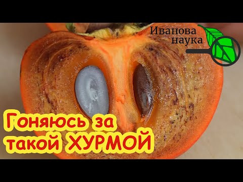 ЭТА ХУРМА ПРИНЕСЕТ ВАМ УДАЧУ! ПОЧЕМУ МОЛЧАТ об этой ХУРМЕ? Вот Что ТВОРИТ ХУРМА с организмом...