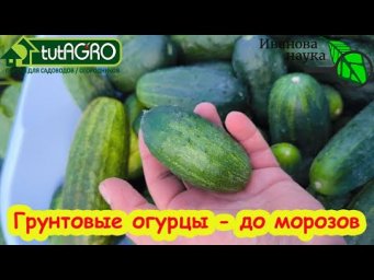 ОГУРЦЫ ДО МОРОЗОВ: вот как надо сейчас подкормить огурцы. Омоложение и защита огурцов от пожелтения.
