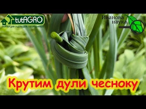 Ускорение созревания - убегаем от болезней и гнилей. Как ускорить чеснок? ВЯЖЕМ ЧЕСНОК В УЗЛЫ! Ускорение созревания - убегаем от болезней и гнилей. Как ускорить чеснок? ВЯЖЕМ ЧЕСНОК В УЗЛЫ!