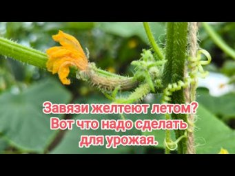 ВОТ ПОЧЕМУ ЗАВЯЗИ ЖЕЛТЕЮТ И ОТВАЛИВАЮТСЯ. Летняя подкормка огурца от жёлтых завязей.