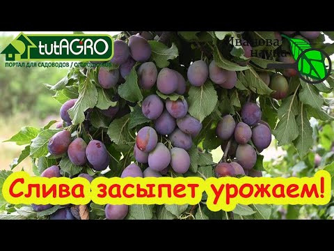 СУПЕР ОБРЕЗКА СЛИВЫ НА ЩУЧИЙ НОС! Валовый урожай сливы даже с маленьких деревьев. СУПЕР ОБРЕЗКА СЛИВЫ НА ЩУЧИЙ НОС! Валовый урожай сливы даже с маленьких деревьев.