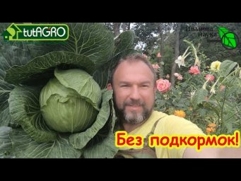 БЕЗ ПОДКОРМОК: просто УДАЛИТЕ ЭТО У КАПУСТЫ В СЕНТЯБРЕ и ОНА ЗАВЯЖЕТ ВСЕ КОЧАНЫ и ОШЕЛОМИТ РАЗМЕРОМ!