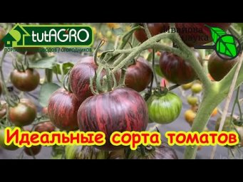 Сорта томата, которые УДИВЯТ своими плодами! Такое можно продавать? Странные томаты Софии Сааковой.