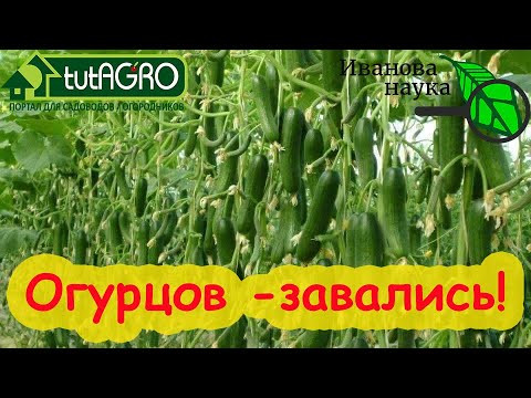 ВСЕ ЗАВЯЗИ ПРЕВРАТЯТСЯ В ЗЕЛЕНЦЫ! Огурец остановился в росте? Вот что надо делать! Подкормка огурца. ВСЕ ЗАВЯЗИ ПРЕВРАТЯТСЯ В ЗЕЛЕНЦЫ! Огурец остановился в росте? Вот что надо делать! Подкормка огурца.