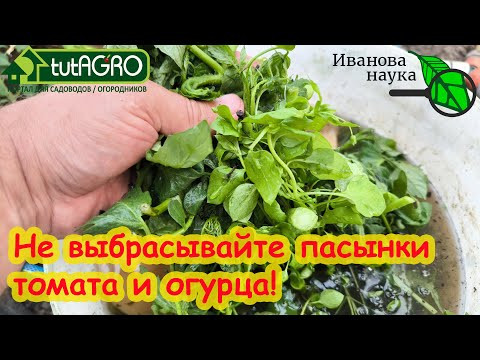 НЕ ВЫБРАСЫВАЙТЕ ПАСЫНКИ! Вот как я поступаю с пасынками томата и огурца.