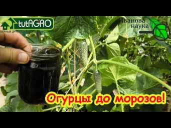 ОГУРЦЫ ОСТАНОВИЛИСЬ В РОСТЕ? ЛИСТЬЯ ЖЕЛТЕЮТ? Вот чем надо подкормить и собирать урожай до морозов.