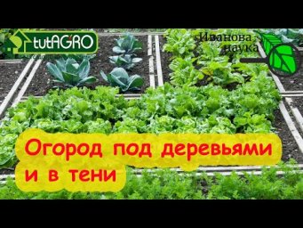 ЭТИ ОВОЩИ ОТЛИЧНО ВЫРАСТУТ ДАЖЕ В ТЕНИ! Тенистые уголки не должны пустовать!