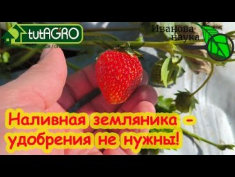 ХОТИТЕ МНОГО КРУПНОЙ И СЛАДКОЙ КЛУБНИКИ? Подкормки не нужны! Бесплатное средство для земляники.