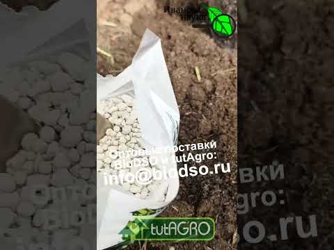 ОДНА ЛОЖКА В ЛУНКУ И КУСТЫ ШТАМПУЮТ ТОМАТЫ КАК СТАХАНОВЦЫ! ОДНА ЛОЖКА В ЛУНКУ И КУСТЫ ШТАМПУЮТ ТОМАТЫ КАК СТАХАНОВЦЫ!