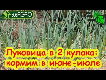 ЧЕСНОК ПРОСИТ ЭТУ ПОДКОРМКУ! Крупный чеснок без гнилей и порчи, пролежит до лета с этой подкормкой.