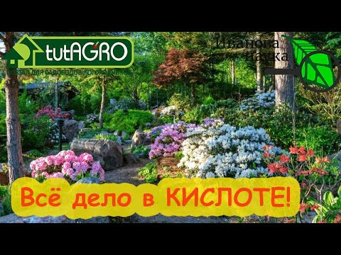 Зачем подкислять почву и что я использую для подкисления. Голубика и гортензии в восторге! Зачем подкислять почву и что я использую для подкисления. Голубика и гортензии в восторге!