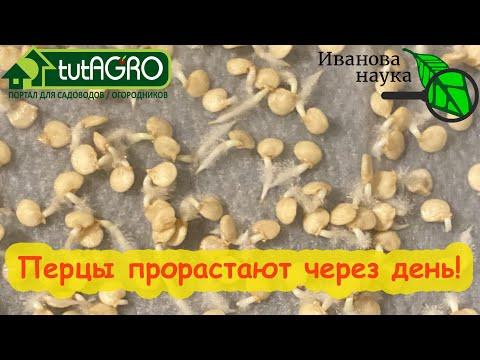 КАК СЕМЕНА ПЕРЦА ПРОРАСТАЮТ В 100 РАЗ БЫСТРЕЕ. Ускоренное проращивание семян. Всходы за 1 день.