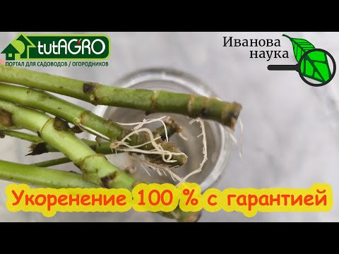 КОРНИ ЗА 5 ДНЕЙ. Укоренитель всех растений с гарантией: розы, хвойные, гортензии, виноград... КОРНИ ЗА 5 ДНЕЙ. Укоренитель всех растений с гарантией: розы, хвойные, гортензии, виноград...