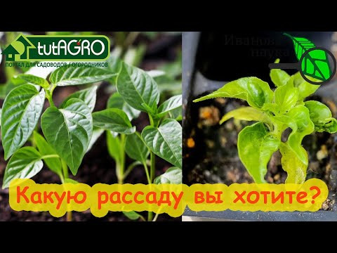 ДАЖЕ ОПЫТНЫЕ ОГОРОДНИКИ ДЕЛАЮТ ОШИБКИ ПРИ ВЫРАЩИВАНИИ РАССАДЫ. Не делайте ошибок при посеве семян. ДАЖЕ ОПЫТНЫЕ ОГОРОДНИКИ ДЕЛАЮТ ОШИБКИ ПРИ ВЫРАЩИВАНИИ РАССАДЫ. Не делайте ошибок при посеве семян.