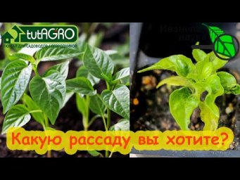 ДАЖЕ ОПЫТНЫЕ ОГОРОДНИКИ ДЕЛАЮТ ОШИБКИ ПРИ ВЫРАЩИВАНИИ РАССАДЫ. Не делайте ошибок при посеве семян.