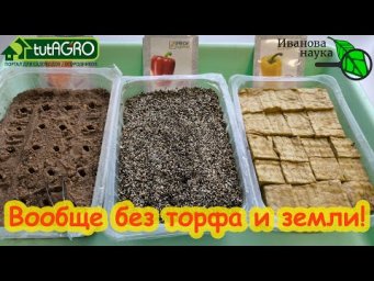 НИ ЧЕРНОЙ НОЖКИ, НИ ГНИЛИ, НИ МУХ! Выращивание рассады в вермикулите, песке и каменной вате.