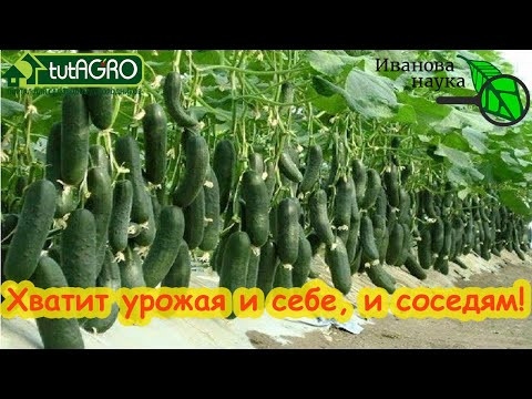 ВСЕ ГОНЯЮТСЯ ЗА ЭТИМИ СОРТАМИ! Хватит и 3 огурчиков на 2 семьи! Посадите хотя бы по 1 растению. ВСЕ ГОНЯЮТСЯ ЗА ЭТИМИ СОРТАМИ! Хватит и 3 огурчиков на 2 семьи! Посадите хотя бы по 1 растению.