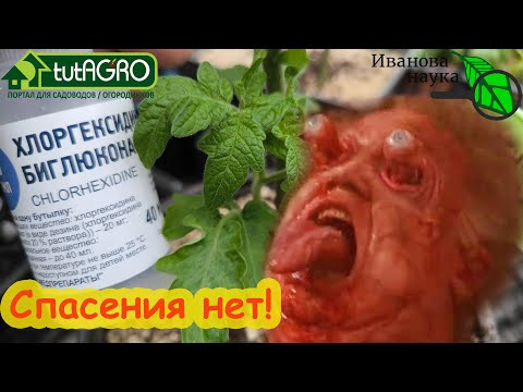 Как правильно использовать ХЛОРГЕКСИДИН? Особые свойства популярного лекарства. Как правильно использовать ХЛОРГЕКСИДИН? Особые свойства популярного лекарства.