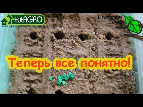 ПОЧЕМУ Я ТАК РАНО СЕЮ ПЕРЦЫ? КАЛЬКУЛЯТОР ТОЧНЫХ СРОКОВ ПОСЕВА СЕМЯН ПЕРЦА НА РАССАДУ. Не ошибетесь.