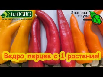 САМЫЙ ОБСУЖДАЕМЫЙ СОРТ СЛАДКОГО ПЕРЦА. Дает ВЕДРО урожая с 1 растения. Сладкий, вкусный, сочный.