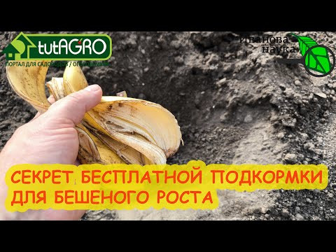 В КОЖУРЕ ВСЕ ВИТАМИНЫ! Собирайте кожуру и очистки всех овощей и фруктов. И вот для чего... В КОЖУРЕ ВСЕ ВИТАМИНЫ! Собирайте кожуру и очистки всех овощей и фруктов. И вот для чего...