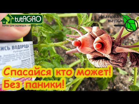 ОНА ВСЕХ ПОРВЁТ! Секретные свойства перекиси водорода. Нужно всего пару капель и... ОНА ВСЕХ ПОРВЁТ! Секретные свойства перекиси водорода. Нужно всего пару капель и...