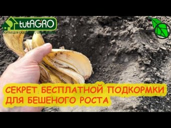 В КОЖУРЕ ВСЕ ВИТАМИНЫ! Собирайте кожуру и очистки всех овощей и фруктов. И вот для чего...