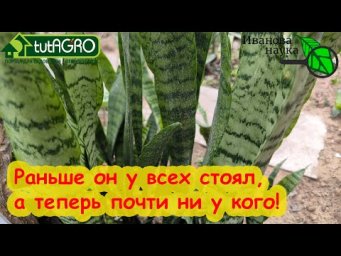 ПОСТАВЬТЕ ЩУЧИЙ ХВОСТ НА ПЛАСТИКОВОЕ ОКНО! Сансевьерия снова в тренде!